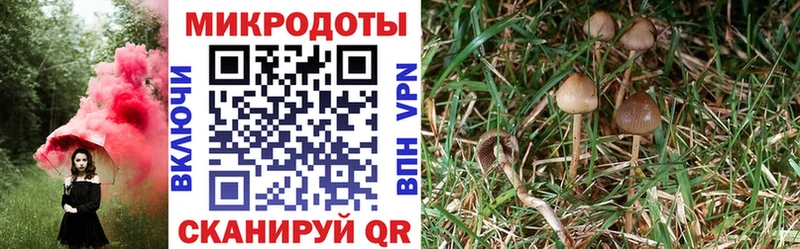 Галлюциногенные грибы Psilocybe  Купить  Чайковский 